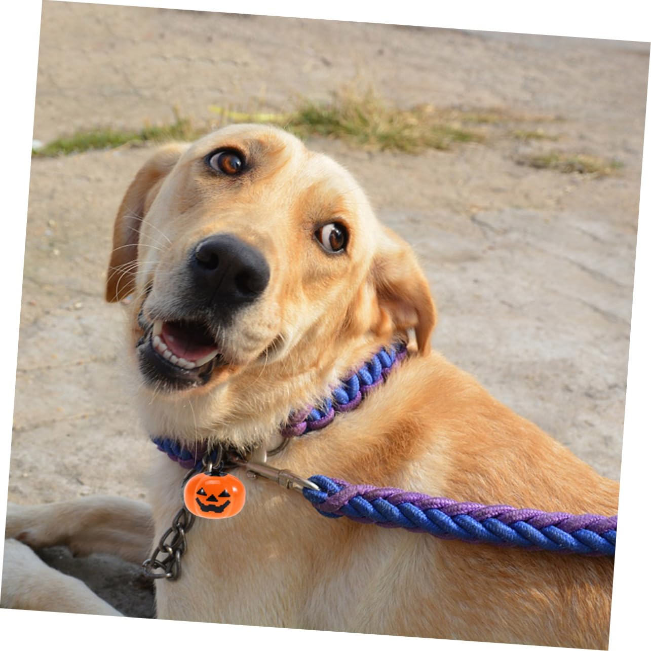 Happyyami 4pcs Velvet Pumpkin Bells Pet Necklace Accessories Decor for Dogs Shape Pet