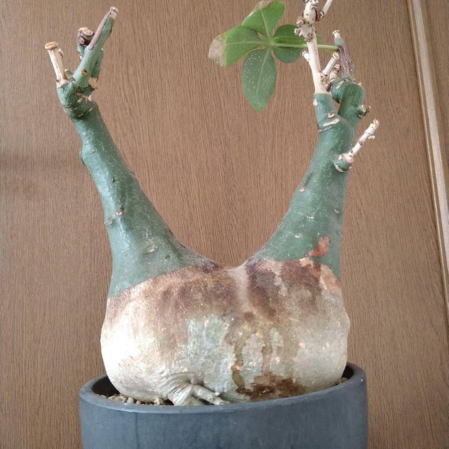 巨大ダブルヘッド アデニア グラウカ ねこちゃん型 Amazon.co.jp: 巨大ダブルヘッド アデニア グラウカ ねこちゃん型