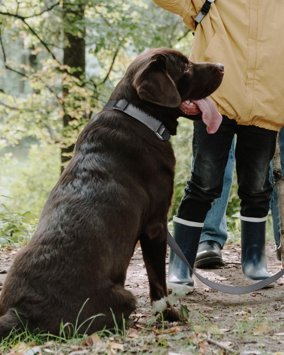 TagME Collare per Cani in Nylon Riflettente, Fibbia Staccabile Durevole, Collari Di Sicurezza Regolabili per Cani Di Taglia Grande, Grigio, Larghezza 2.5 cm