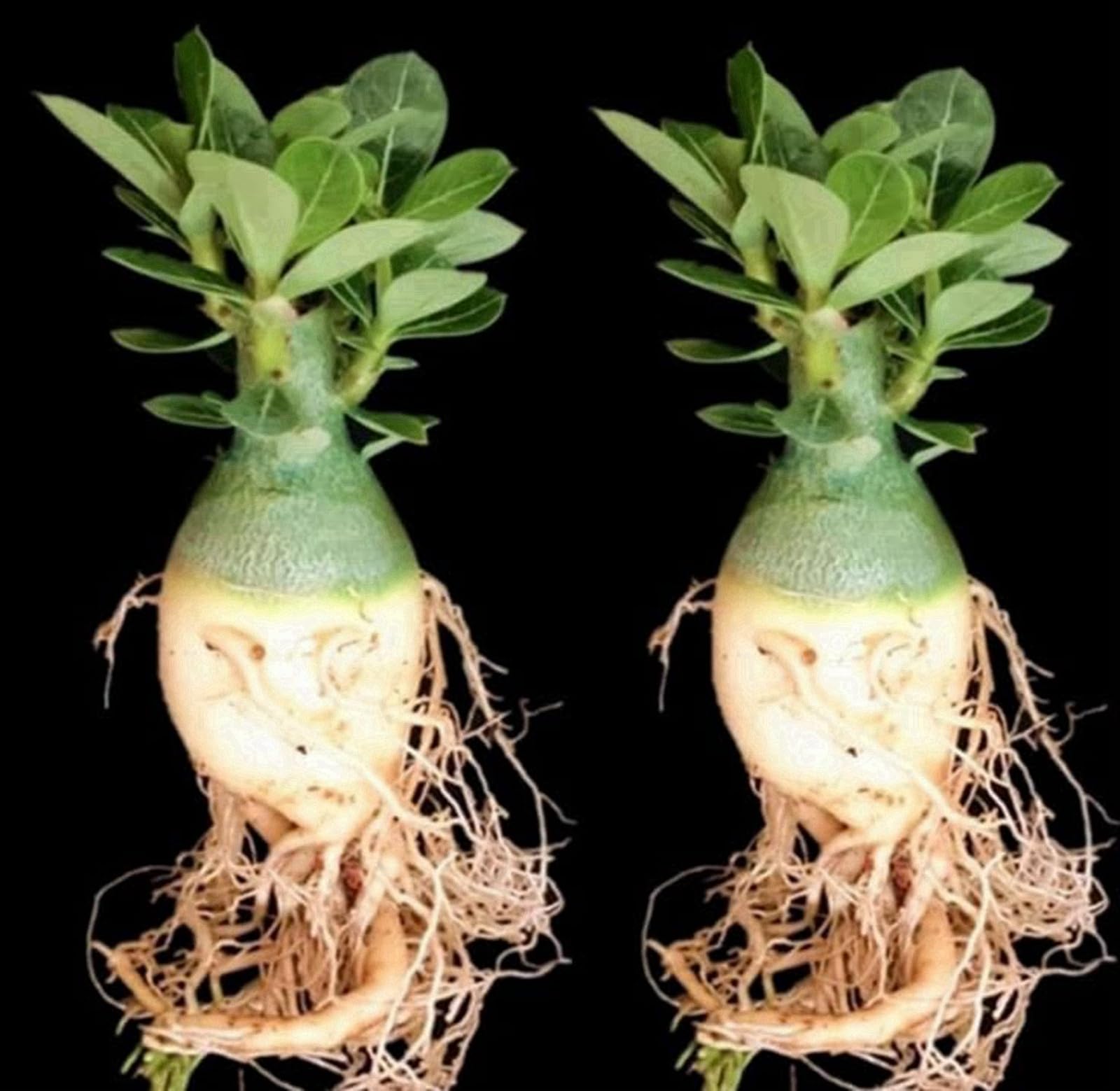 Exquisita rosa del desierto,sin necesidad de mantenimiento,Fragante y de fácil cuidado,Ecologización-Variedad Muy Rara-B -2 rizomas-C