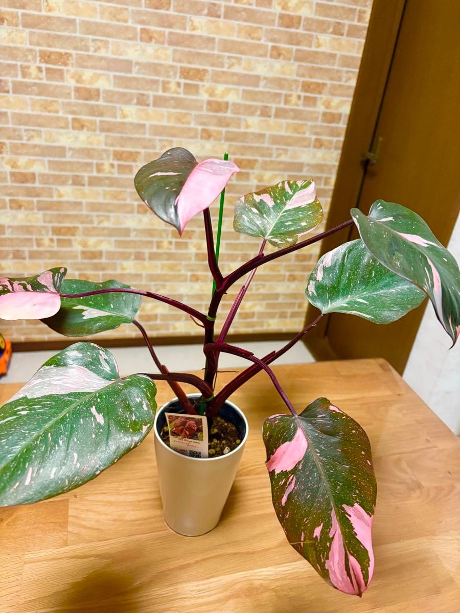 Amazon｜観葉植物 フィロデンドロン ピンクプリンセス マーブルキング
