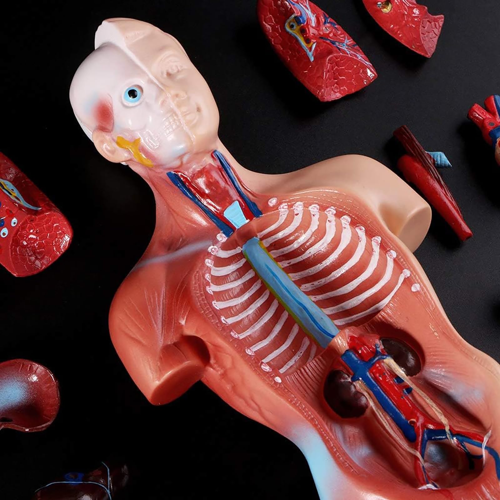 Modelo anatómico del Cuerpo Humano de 28 cm de Altura, Modelo del Torso Humano Desmontable en 15 Piezas, Herramienta Visual educativa para el Aprendizaje Escolar
