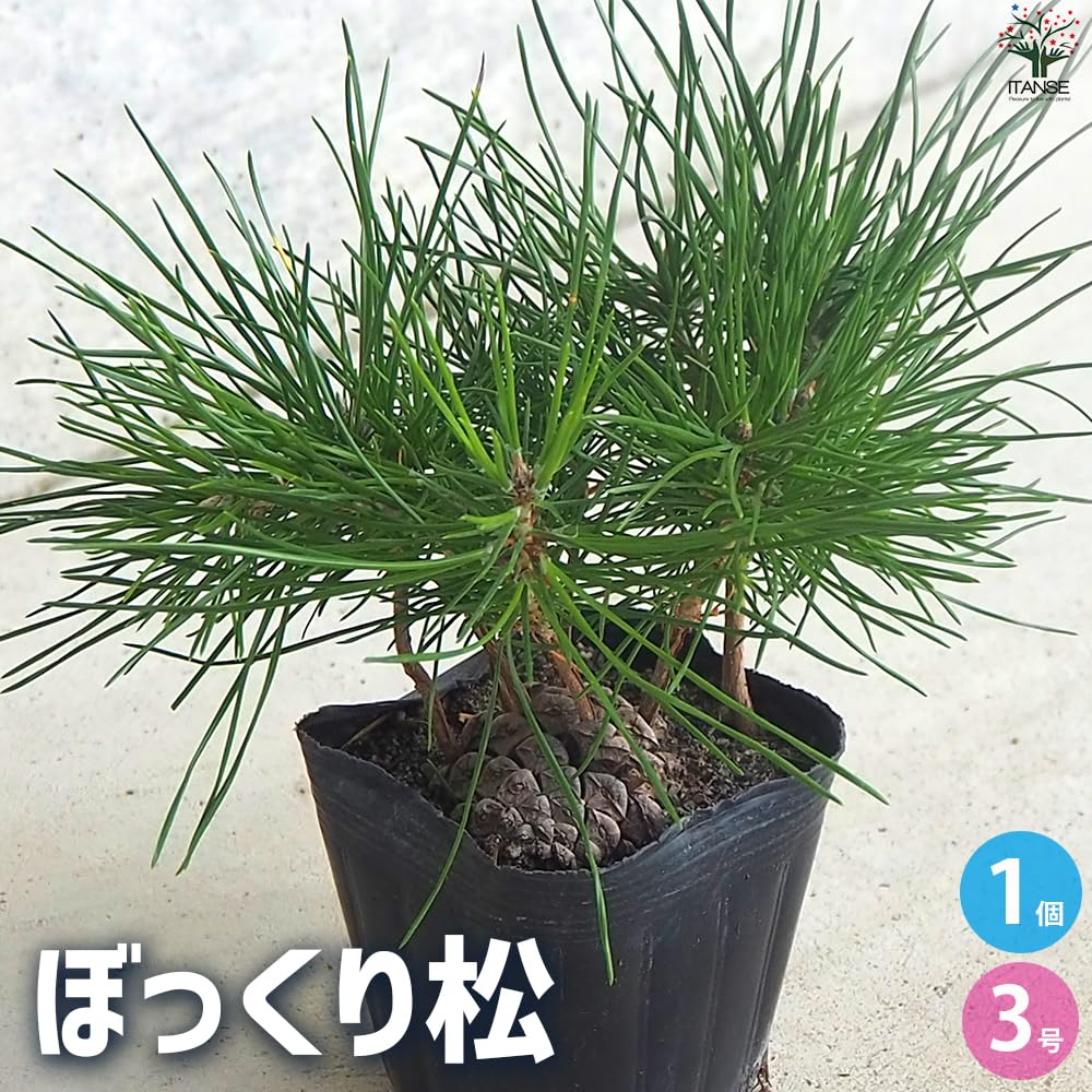Amazon.co.jp: ITANSE ぼっくり松 3号 1個【品種で選べる盆栽