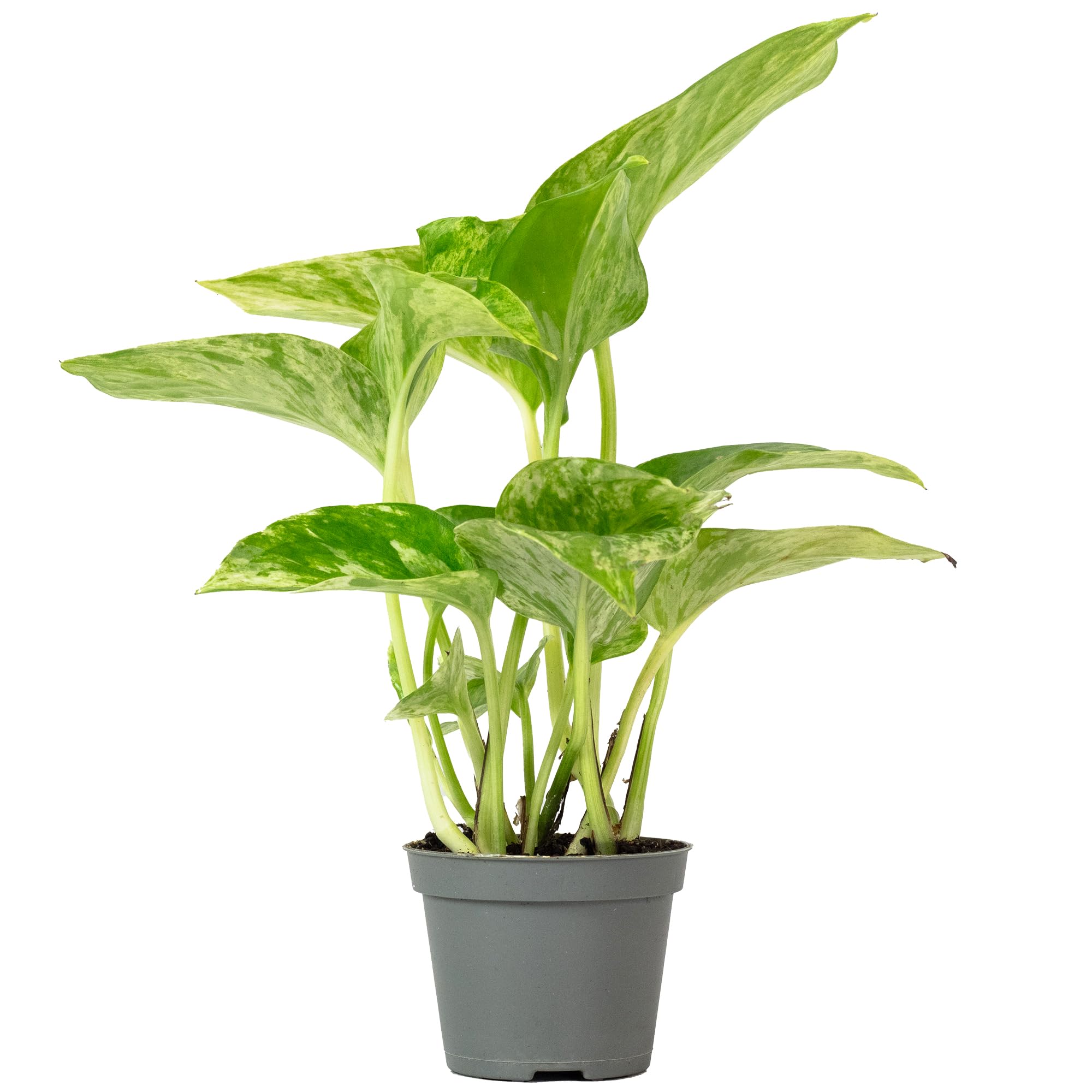 efeutute happy leaf standort Epipremnum Manjula 'Happy Leaf' (Efeutute)  Foliage Dreams