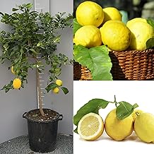 SAVINI VIVAI Pianta di Limone Albero Agrumi Limone Ovale di Sorrento in Vaso da 35 cm Altezza 150-180 cm 6-7 Anni di innesto Made Italy