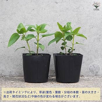 三輪山麓のハーブ農園花咲さま専用 ベルガモット 3年生 7号21cm