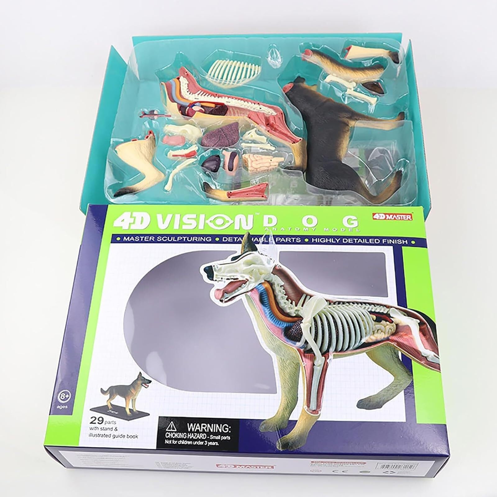 Modèle d'anatomie de Chien, Squelette de Chien, spécimen de Squelette d'animal, biologie détachable, 29 pièces for la démonstration de l'enseignement des Animaux 4D