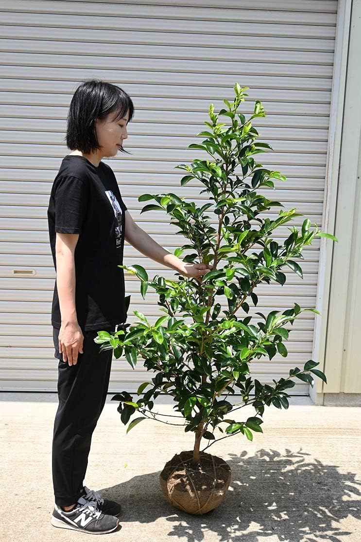 本榊 苗木20本 真榊 榊 さかき サカキ