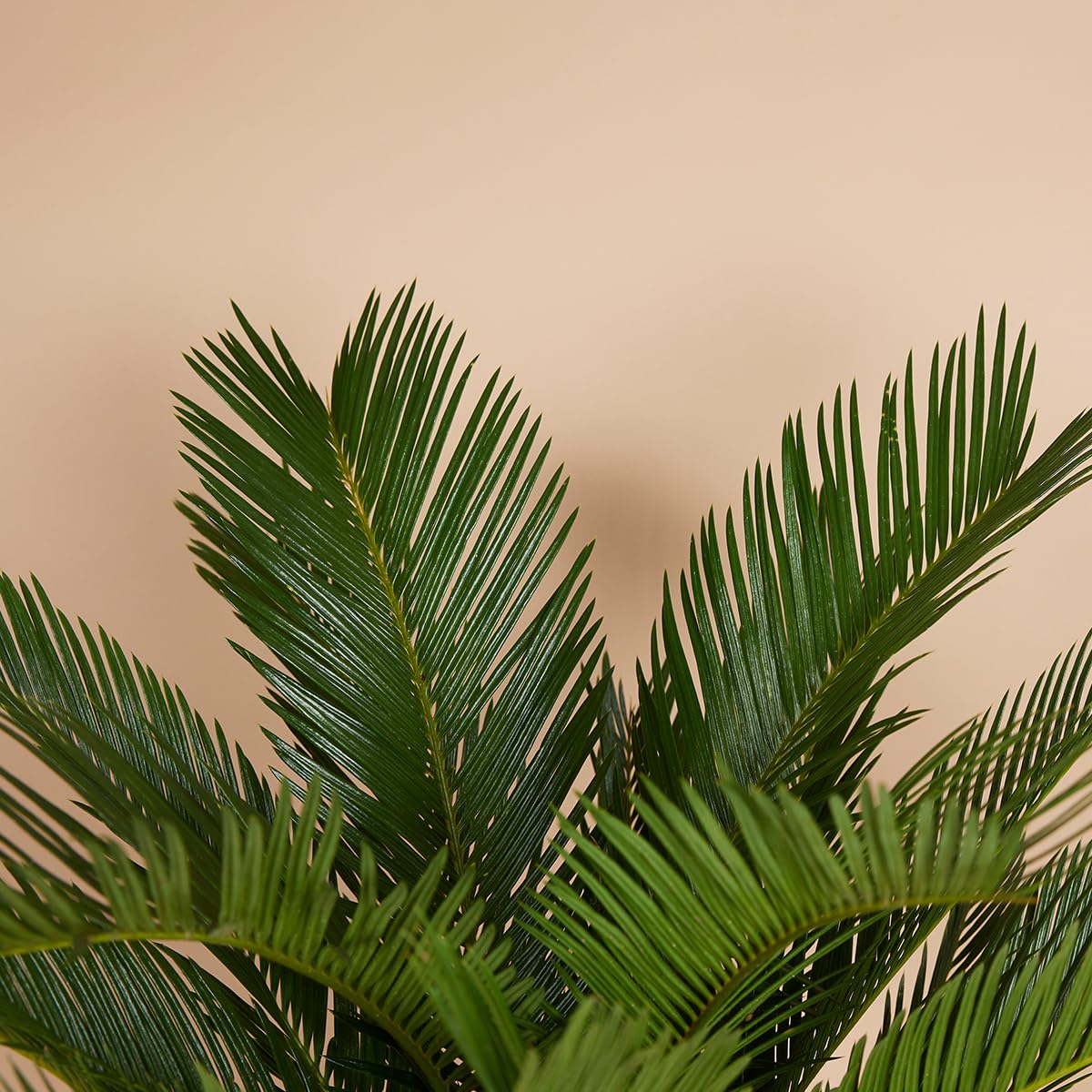 Bloomique - Set di 2 - Cycas revoluta - Palma di Sagò - Cicas - Pianta da interno - Molto facile da curare - Alte 40-50 cm - Vaso da 15 cm