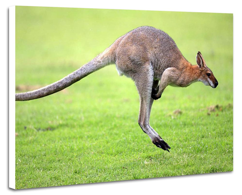 Amazon.co.jp: Kangaroo Jumping Animal Photo Wall Mounted in Wall