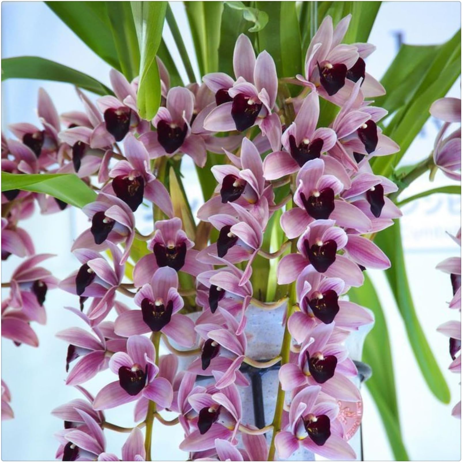 (Cymbidium) Garden Beautify Environment Horticulture and Planting.-5bulbs-G