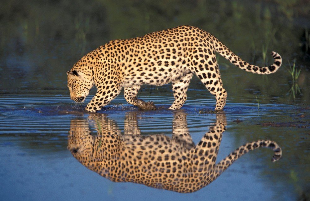 Répulsif Solaire Pour Animaux Sauvages Comme Les Ratons Laveurs, Les