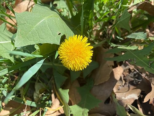 Miniatura 5 de True Wild - Semillas de diente de león (Taraxacum officinale), paquete de 50, sin OMG, polinizadas abiertas, sin tratar, semillas vegetales para