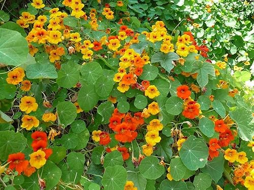 Miniatura 4 de Nasturtium Dwarf Alaska Mix Seeds Flowers for Planting Non GMO 10 Semillas