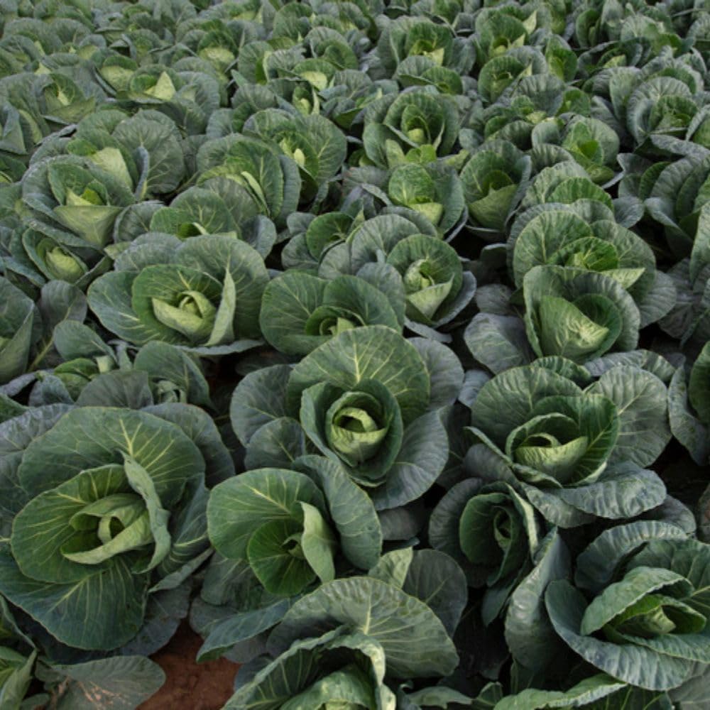 Dobies Cabbage Verve F1 Spring Greens 30 Seeds 1 Packet Vegetable Crop