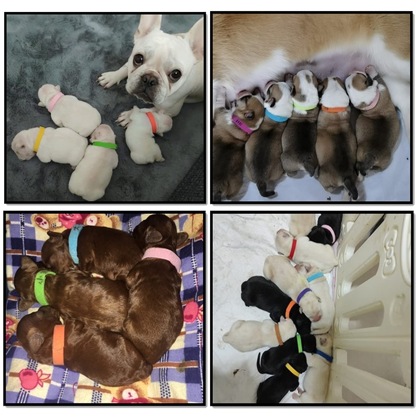 Collari Regolabili Per Cuccioli - 15 Pezzi Morbidi, 20 Cm, Colorati - Foto 3