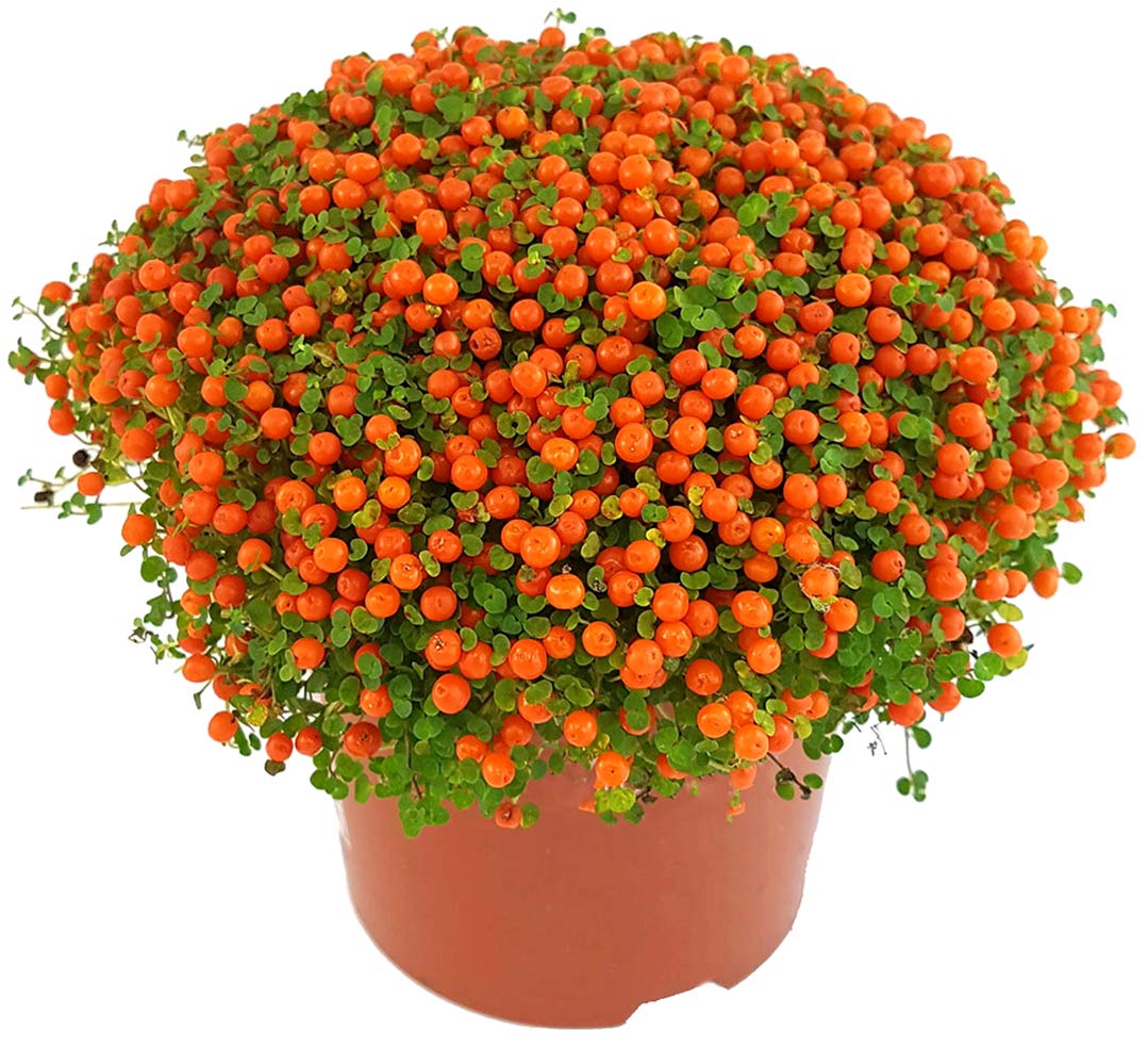 Fangblatt - Nertera granadensis "Astrid" - Korallenbeere - herbstliche  Zimmerpflanze im  12 cm Topf : Amazon.de: Garten