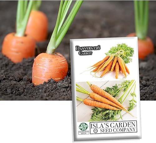 Danvers 126 semillas de zanahoria, más de 2000 semillas tradicionales por paquete, semillas de jardín de Isla (semillas de jardín de Isla), semillas