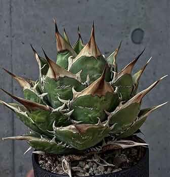 719vp-uvoyL._AC_UF350,