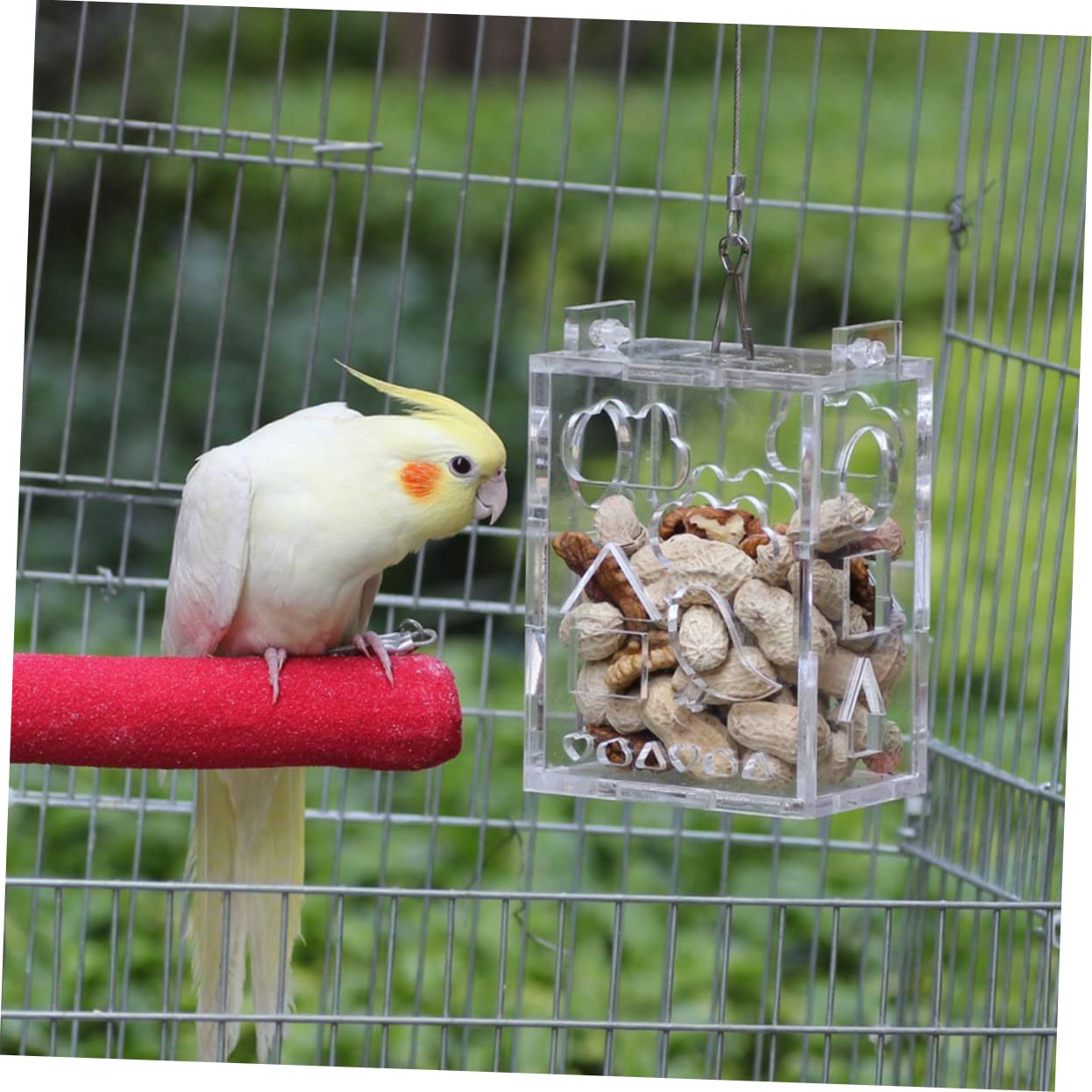 Sosoport 3pezzi Mangiatoia Per Uccelli Acrilico Gioco Intelligente Per Pappagalli e Piccoli Uccelli Foraging Toy Per Attività e Divertimento Resistente e Portatile