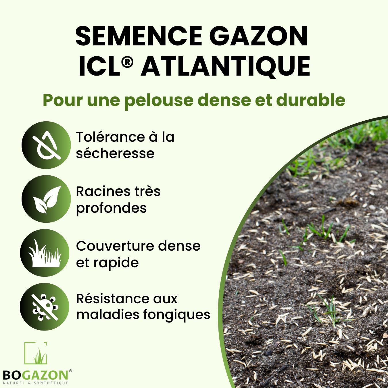 Gazon a semer ICL Atlantique 10 kg | Graines de Gazon Agrément Résistant Sécheresse & Rouille | Semence avec Système Racinaire Profond