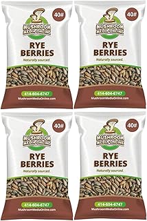 Whole Rye Berries for Mushroom Grain Spawn (160)