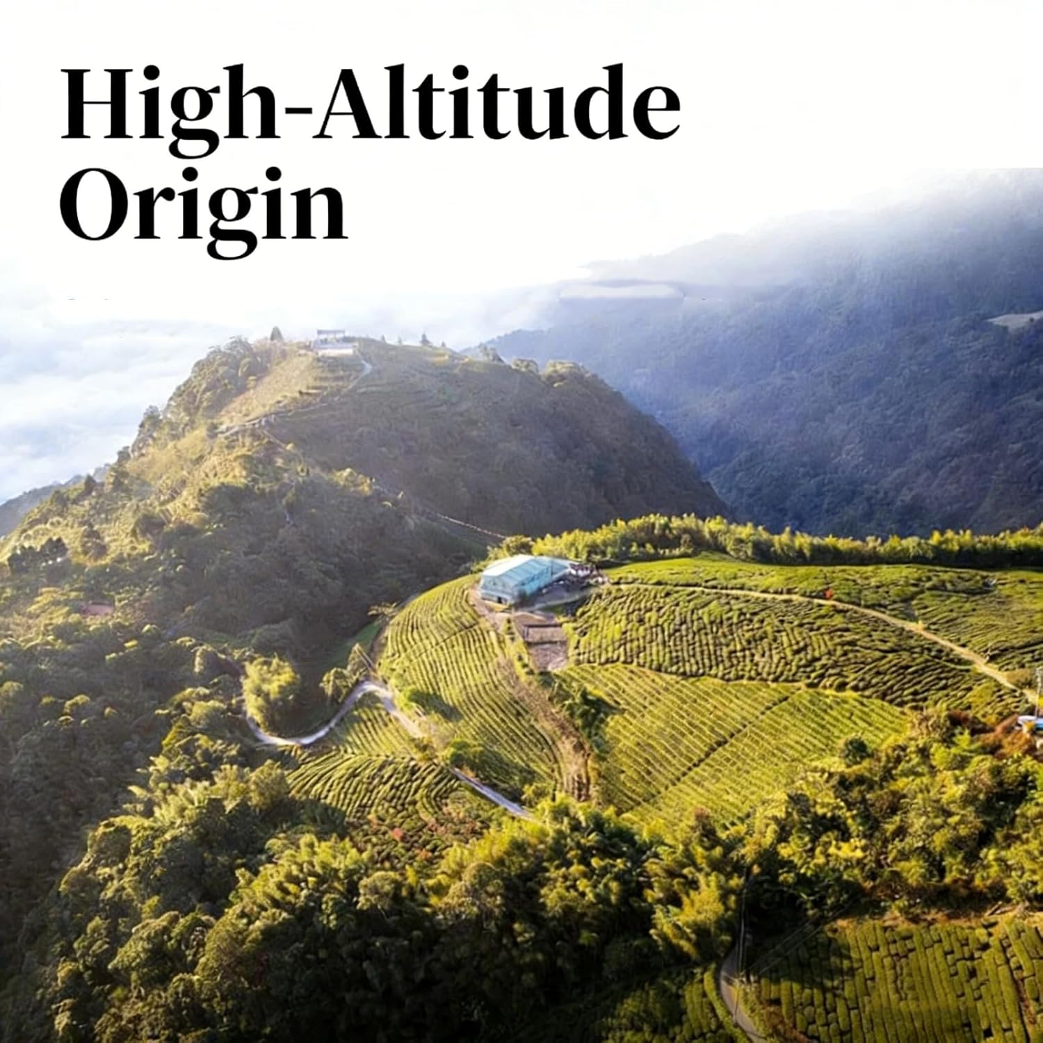 NASLAPH Milk Oolong Tea, Chinese Jin Xuan Oolong Loose Leaf with Smooth and Sweet, Formosa High Mountain Oolong Leaves with Gentle and Nourishing 奶香乌龙 台湾高山茶 中国茶 5.29 Oz