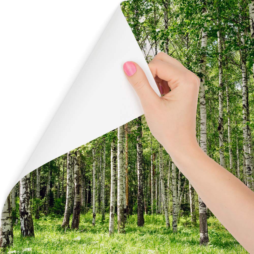 Fototapeta LAS BRZOZOWY Drzewa Natura Brzozy Trawa Zieleń Przyroda Krajobraz 3D Pejzaż Dekoracja Ścienna Salon Sypialni Kuchnia Korytarz 405x270