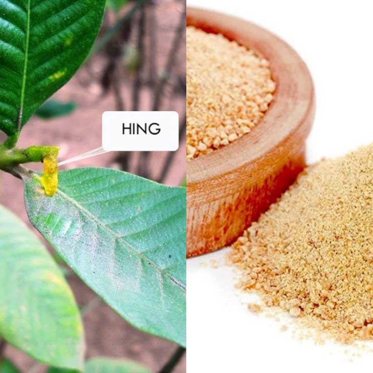 Hing Kayam Asafoetida Plant | Rare Ferula Assafoetida Live Herb for  Gardening (Pack of 1) : Amazon.in: Garden & Outdoors