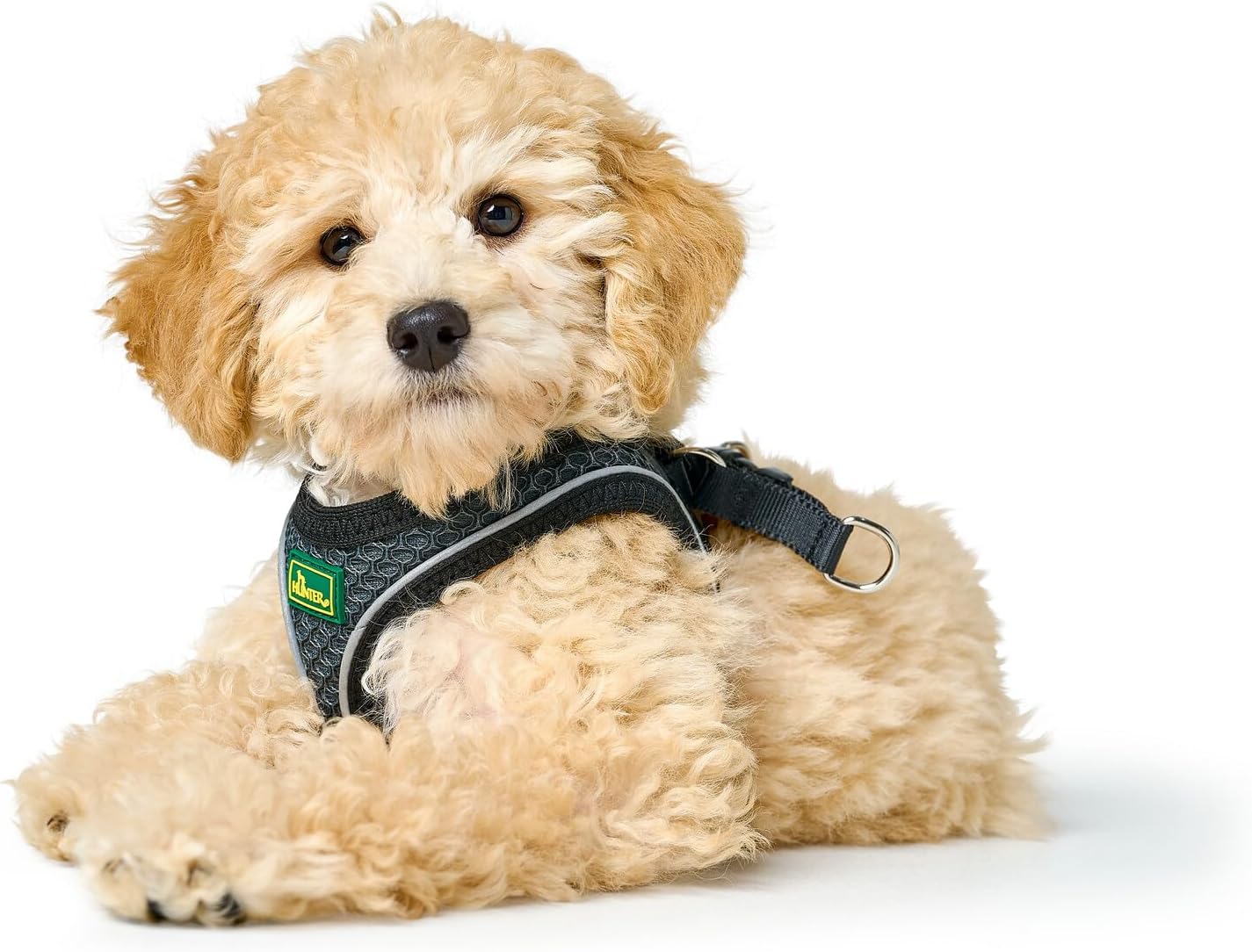 HUNTER Hilo Comfort Harness for Small Dogs, with mesh Material and Reflective Elements,Anthracite,S-M