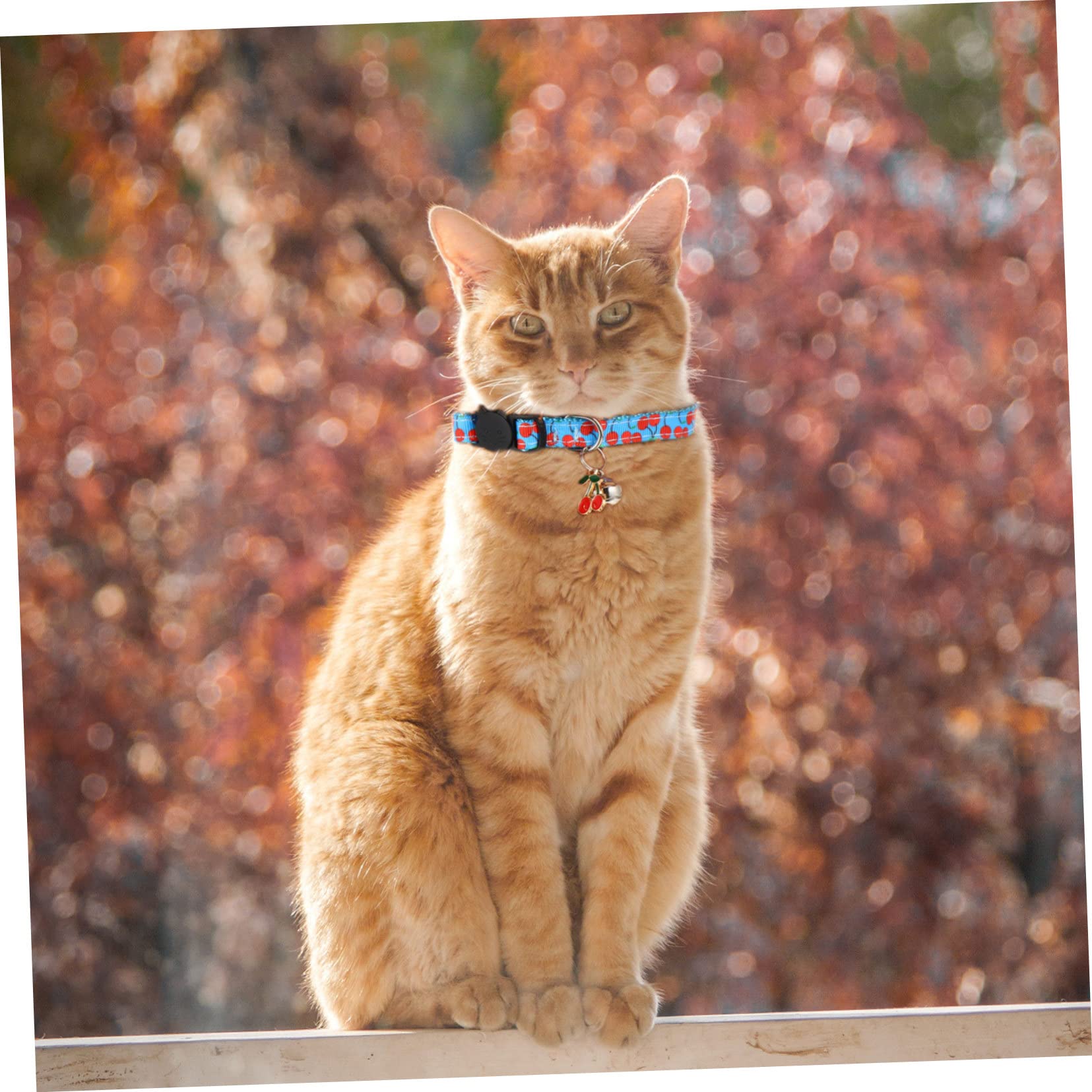 FRCOLOR 12 STK Obsthalsband für Haustiere Welpenhalsbänder Kätzchen Zubehör personalisiertes Katzenhalsband Sicherheits-Katzenhalsband Kauspielzeug für Hunde Dekoration für Haustierpartys
