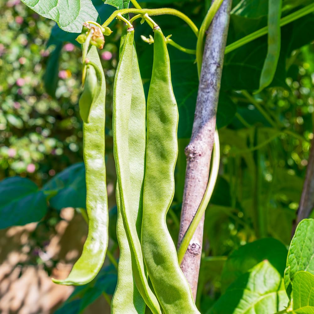 Climbing French Bean Pantheon Seeds – Award Winning, Stringless Flat Pods with Great Flavour – for Your Beautiful Kitchen Garden