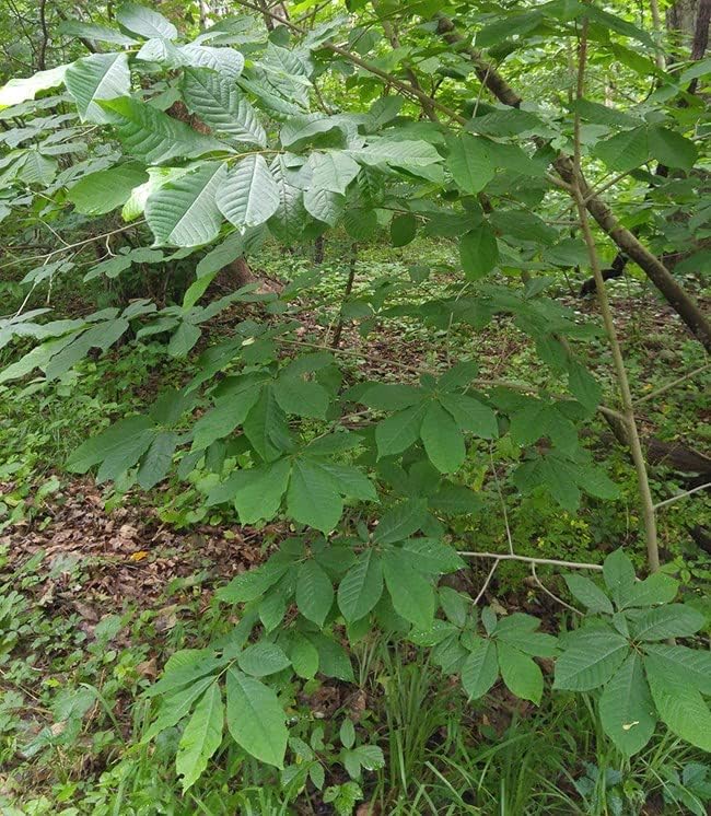 Paw Paw Tree Live Plant 18-24" in Height in a Trade Gallon Pot
