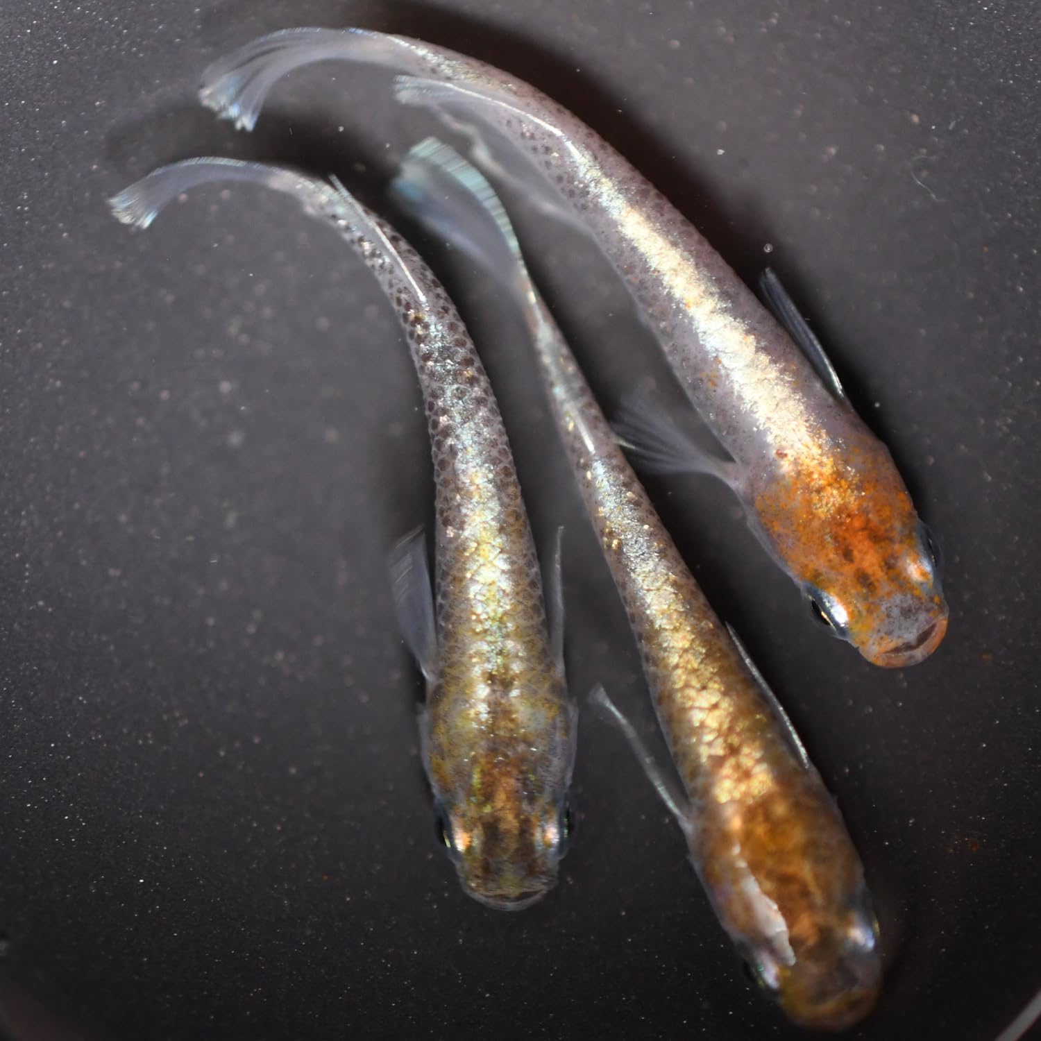 メダカ【朱光菊ＲＬＦ】　成魚種親　①ペア＋ヘテロ♀１(菊間メダカ様血統)　計３匹 メダカ「朱光菊(Aクラス)」1ペア : めだか屋 うなとろふぁ～む - 通販