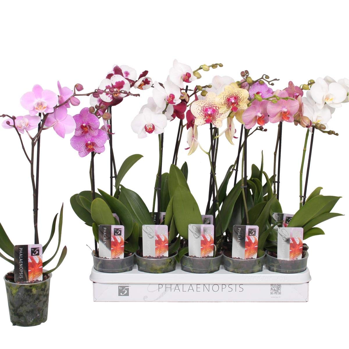 5 Stück Phalaenopsis Orchidee 50–60 cm – 1 Blütentrieb – robuste Topforchidee für Wohnung & Büro – langanhaltende Blüten – pflegeleicht – dekorative Zimmerpflanze