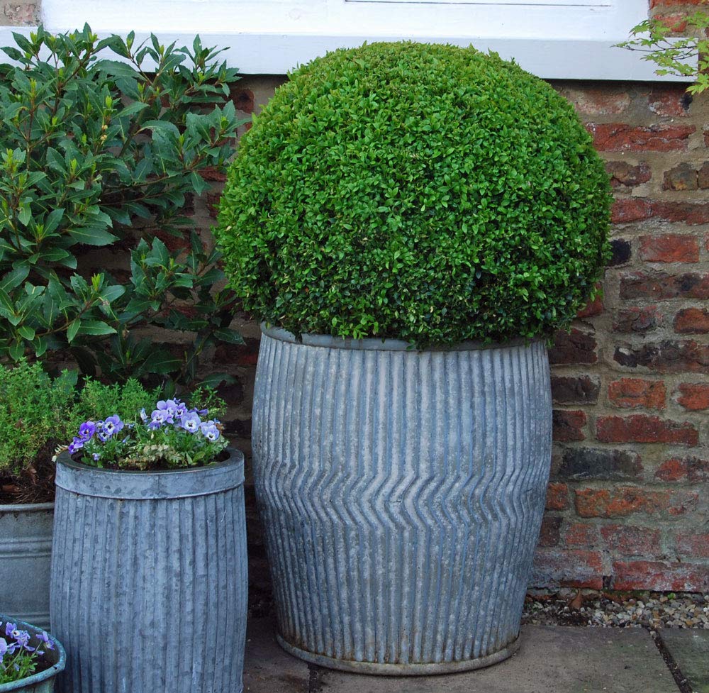 Bluebell Yard Traditional galvanised metal dolly tub garden planter container