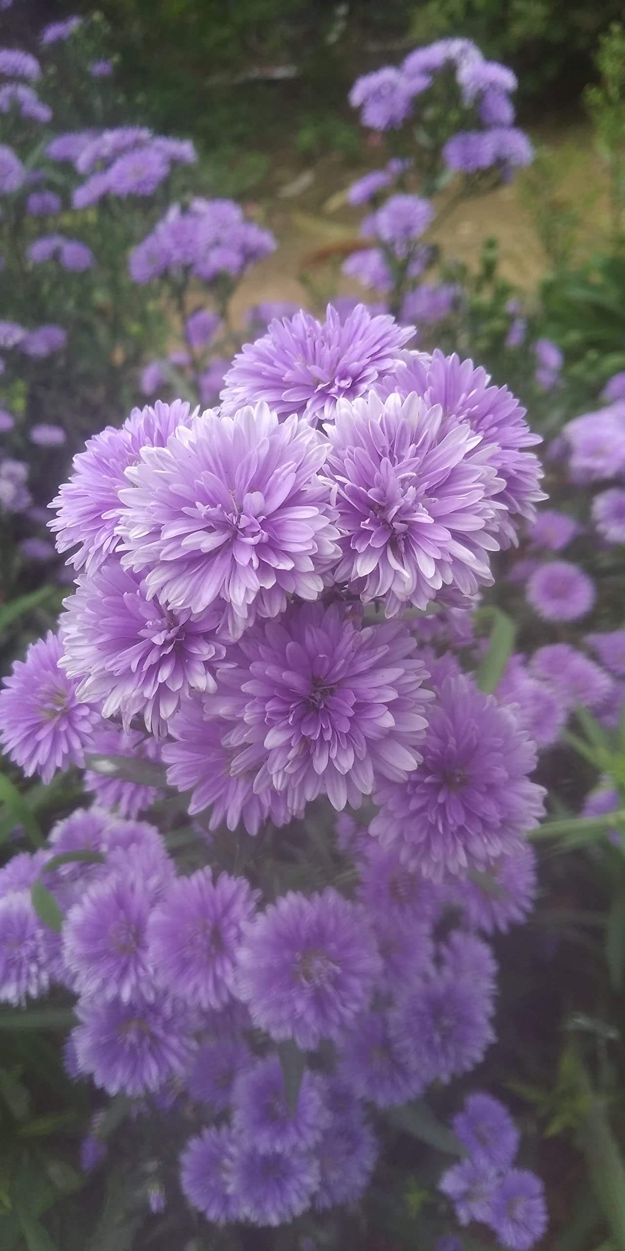 Anuraj farms purple aster flower live plant, blue/purple aster live plant (pack1) (B0B5WJPKYL) Amazon Price History, Amazon Price Tracker