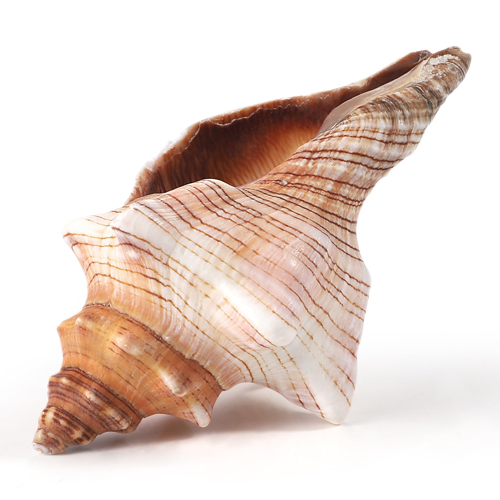 PPCLION 6" Large Natural Conch Shells Big Seashells Great for Beach Theme Party, Home Decorations,DIY Crafts, Fish Tank, Air Plant
