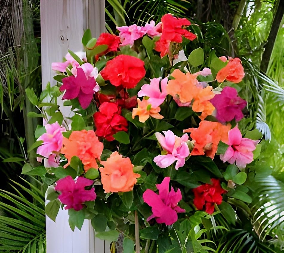 Image of Double Petal Multi Hibiscus Live Plant Tree | 10 Colour Flowering Plant | Beautiful Indoor Outdoor Plant | For Home Garden, Balcony & Decoration | Healthy Live Plant (Without Pot)