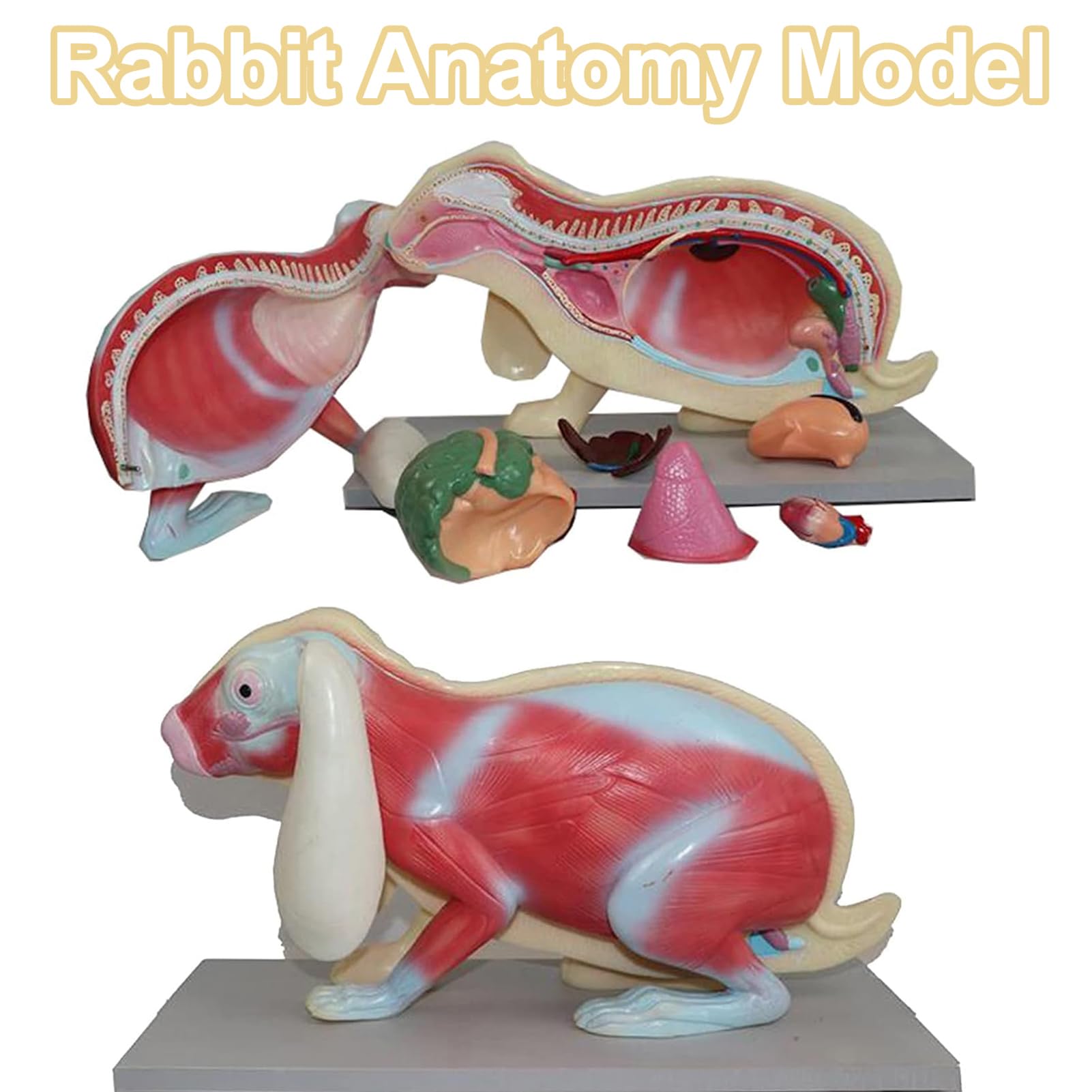 Modelo de biología desmontable, material didáctico for estudiantes y ciencias, laboratorio