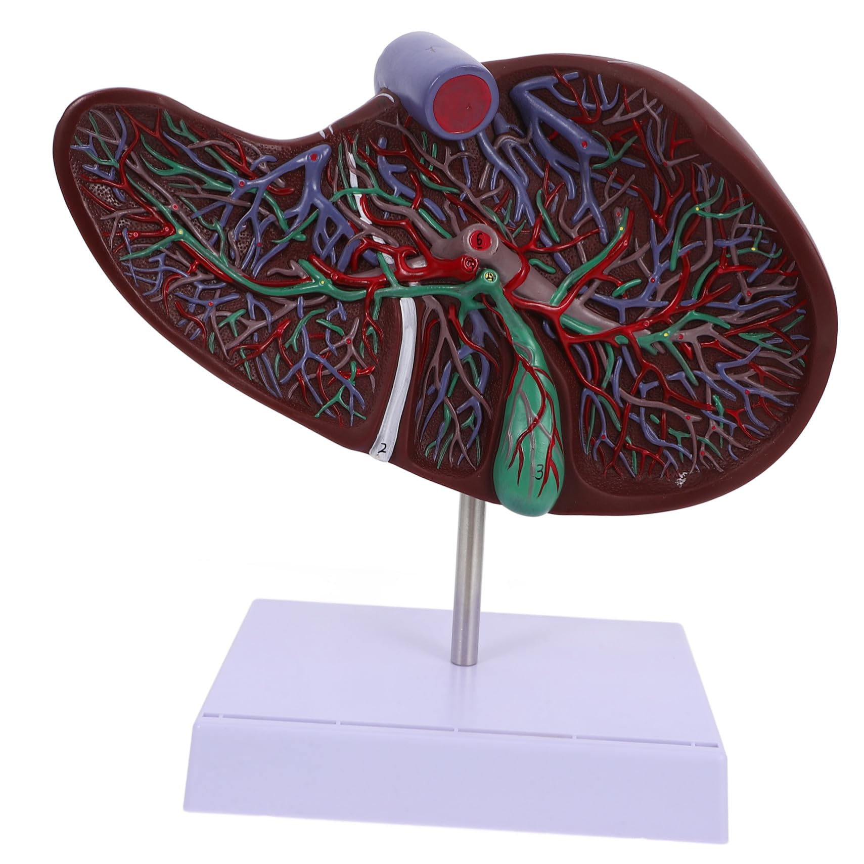 Cabilock Modelo Anatómico de Hígado Humano Realista con Base Material Plástico Duradero para Enseñanza y Exhibición Laboratorios Escuelas y Formación Médica