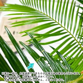 Amazon.co.jp: PLANCHU 観葉植物 ソテツ 4号樹脂鉢 ミディダークグレー