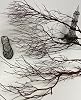 Natural Manzanita Branches 2-Pack (18 in / 45 cm) - Rustic Wood Twigs for Centerpieces & Home Decor - Unique Botanical ((26" - 30") 2-Pack) #1