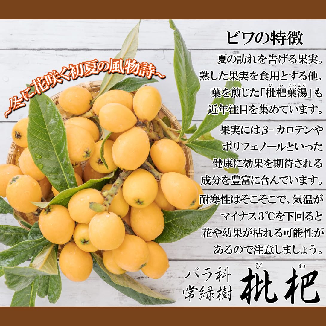 Amazon.co.jp: 果樹苗 ビワ クイーン長崎2年生 1株/ 国華園 25年秋商品