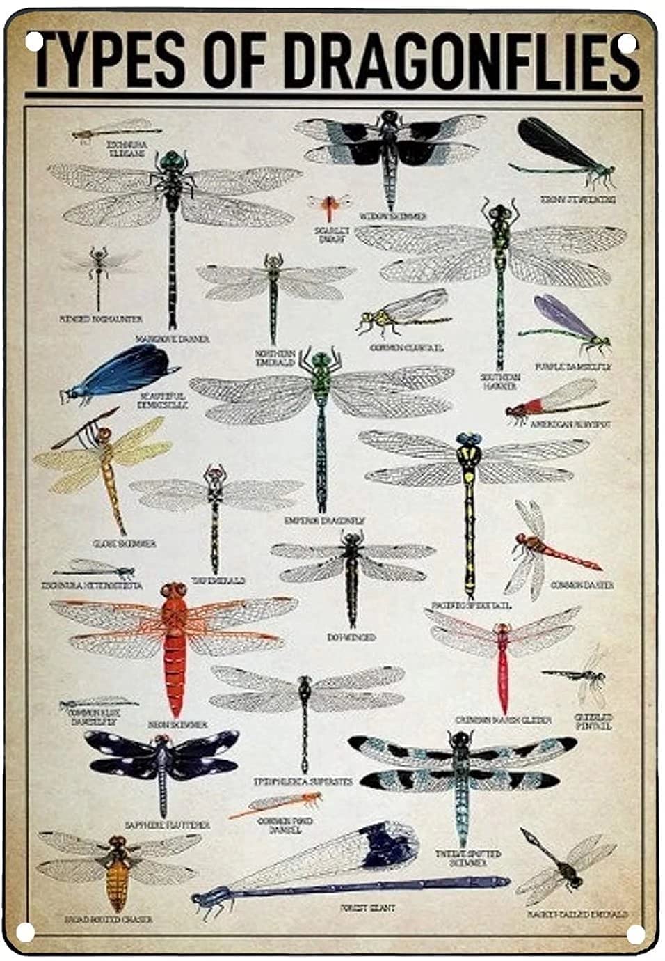 Tin Sign Types Of Dragonflies Knowledge Metal Tin Sign,Home Bar Classic Sign Cafe Farm Room Metal Poster Interesting Wall Decoration 12X16 Inches