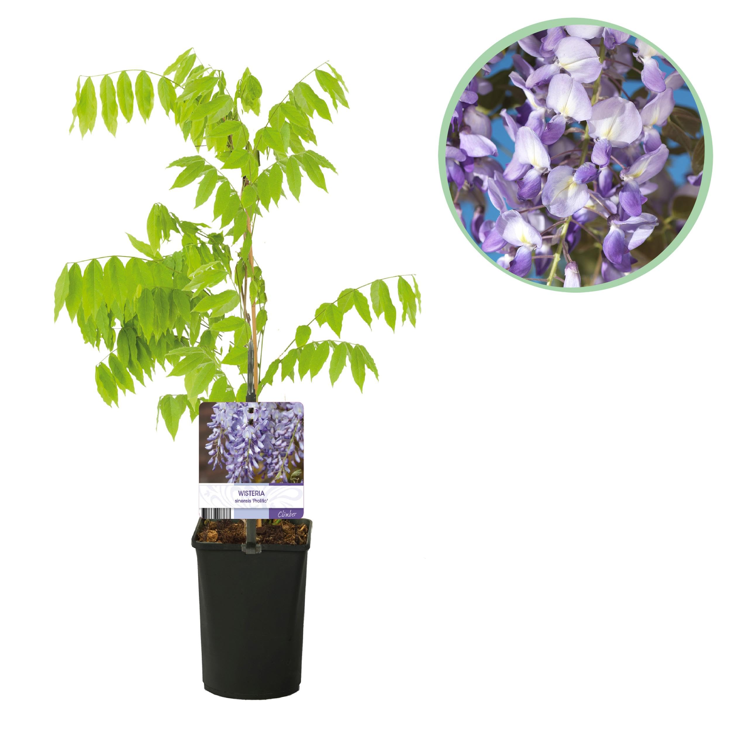 Glycine bleue - Wisteria floribunda Prolific - Fleur bleue - 1 plante - 30-40cm - Ø10cm - Plante de jardin