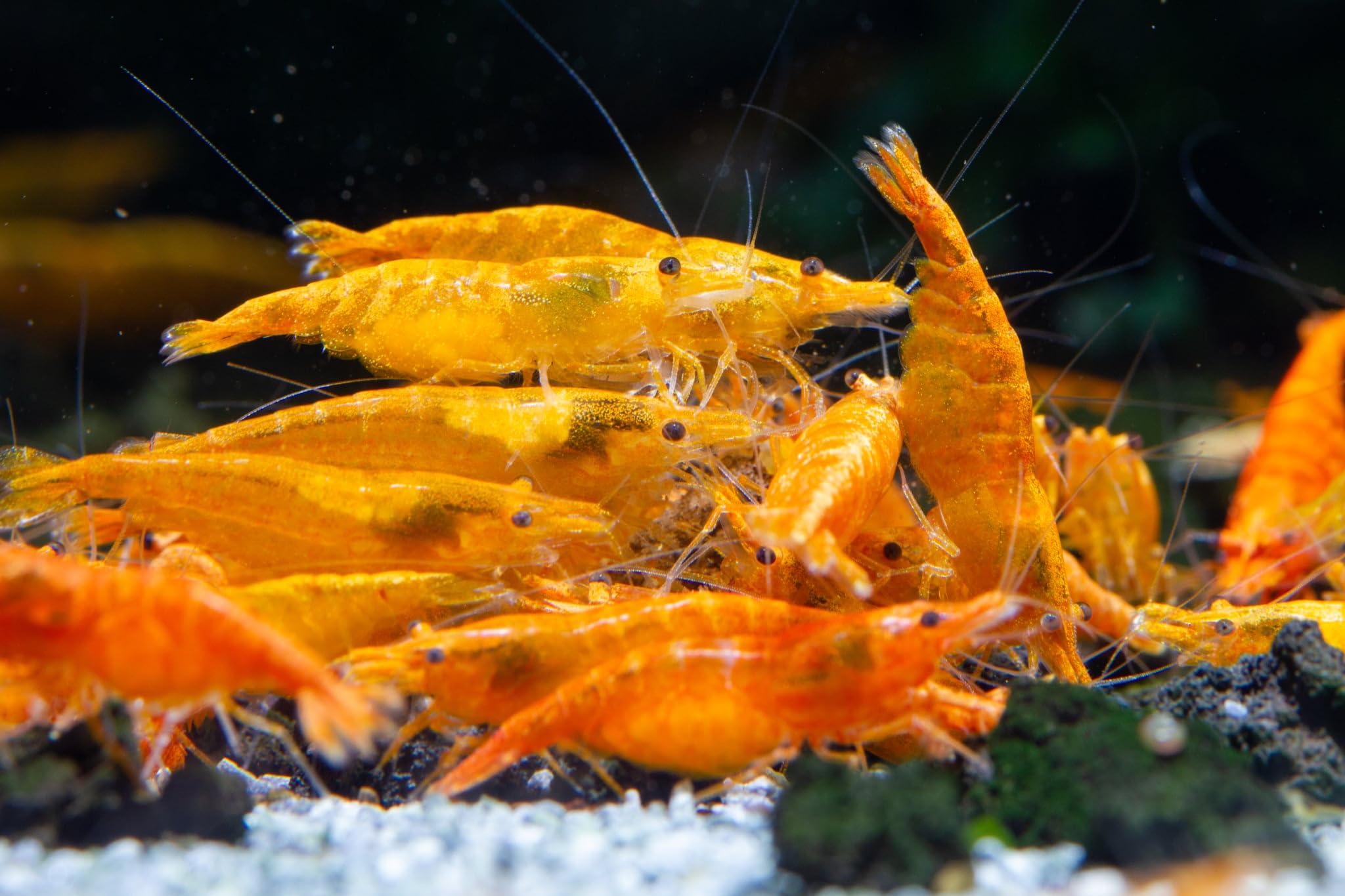 AquaBreedingSkill Lot de 10 Crevettes – Crevettes Vivantes pour Aquarium – Naines Neocaridina, Habitants Pacifiques pour Aquariums, Taille 1,5-2 cm (Orange)