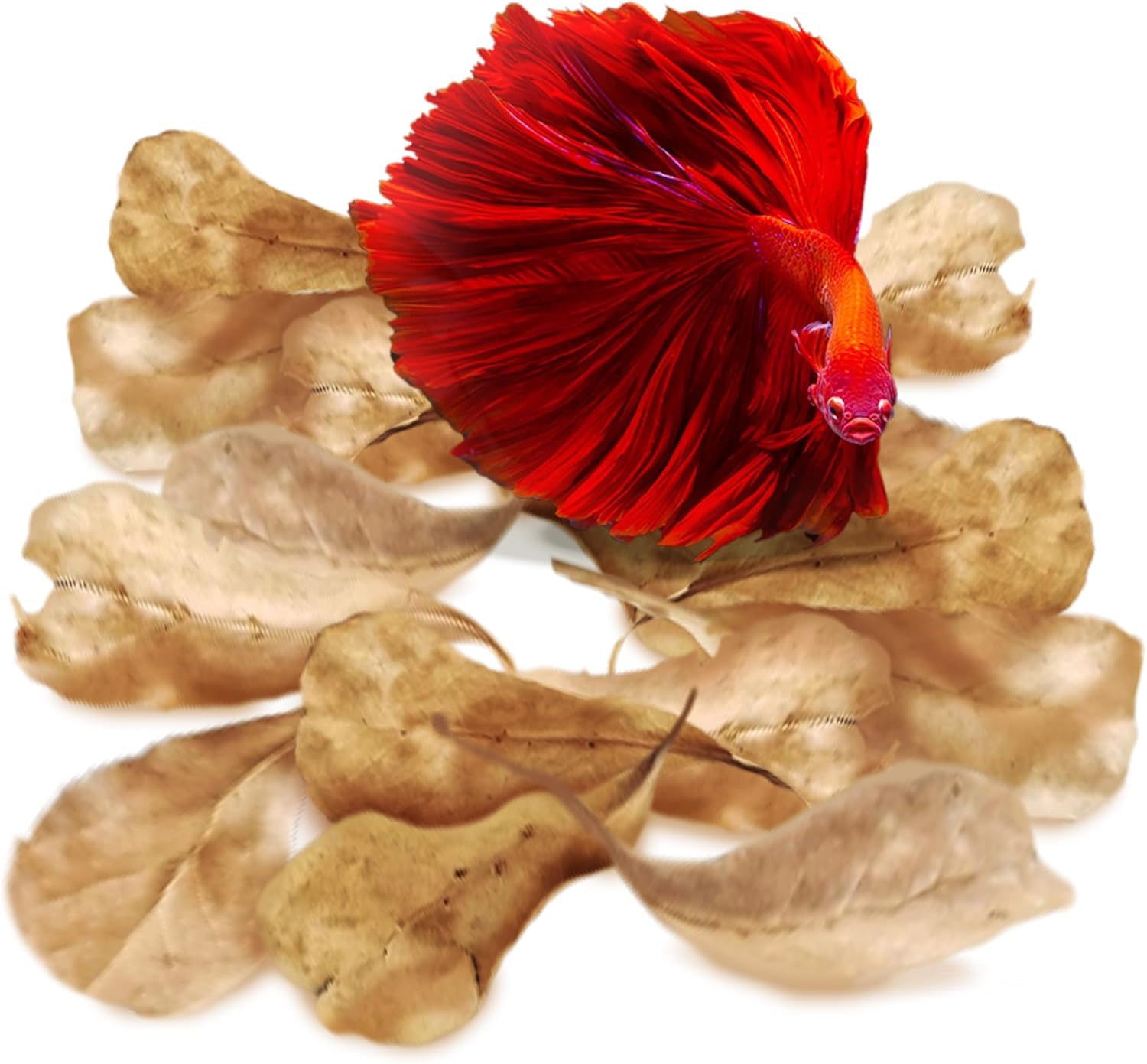 SunGrow 50-Pack 2" Leaves