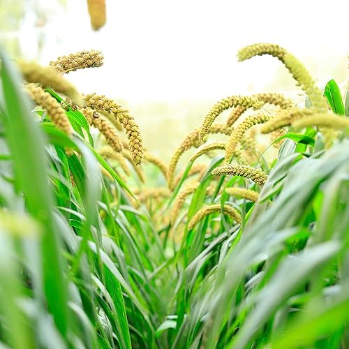 Semillas de mijo de cola de zorro para plantar Mijo alemán, hierba ornamental para paisaje o jardín (20 libras)
