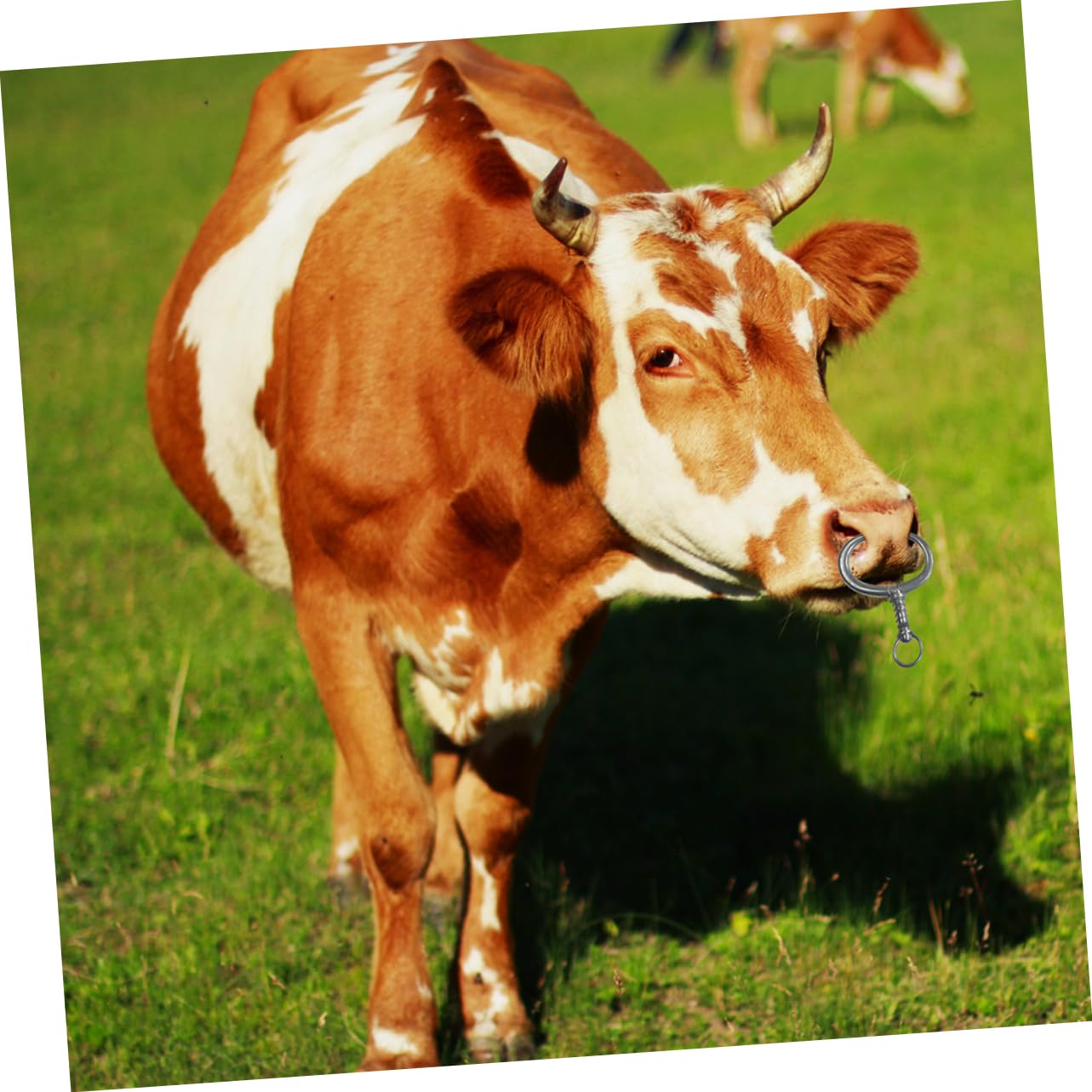 FUNOMOCYA Cattle Nose Ring Traction Tool Large Circle Stainless Steel Pliers for Livestock Handling Smooth Surface Design for Cattle Comfort Durable and Lightweight for Easy Use